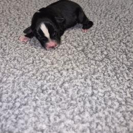 Hero - Black tri male Toy Australian Shepherd puppy in Humansville, Missouri from Tater Tot aussies