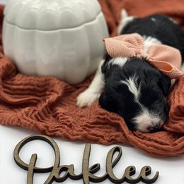 Girl 4 - Parti Goldendoodle puppy in Blanchard, Oklahoma from I Dream of Doodles