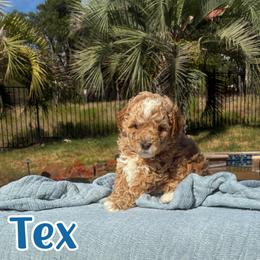 Tex - Apricot male Cavapoo puppy in Austin, Texas from Lucy Lou’s Cavapoos