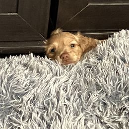 Dachshund Puppies from Robbins nest