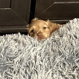 Dachshund Puppies from Robbins nest