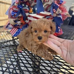 Buster - Red male Maltipoo puppy in Berea, Kentucky from Blair’s Furry Friends