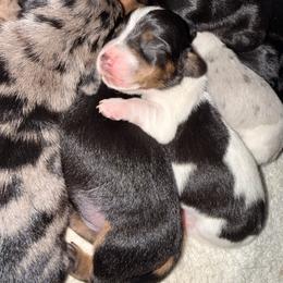 Tailgate - Piebald male Dachshund puppy in Austin, Texas from Duchess Daphne's Doxie Empire