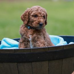 Finn - Poodle puppy in Nacogdoches, Texas from Magnolia Springs Farm