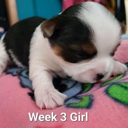 Girl 4 - Parti female Yorkshire Terrier puppy in Adams, North Dakota from Mathiasons Little Barkers