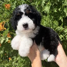 Yellow girl - Tri-color female Bernedoodle puppy in Gilbert, Arizona from Azteddybeardoodles