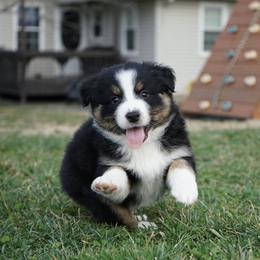 Elwood - Black tri-color male Australian Shepherd puppy in Holmesville, Ohio from Coffee Run Spring at Miller Farms
