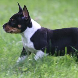 Rat Terrier Puppies from Walnut Acre Decker Terrier and ODT