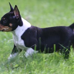 Rat Terrier Puppies from Walnut Acre Decker Terrier and ODT