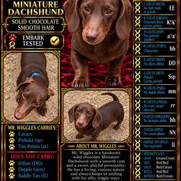 Mr. Wiggles - Dachshund