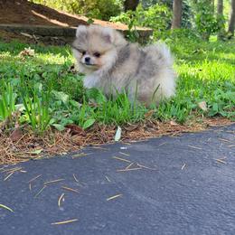 Bella - Red sable female Pomeranian puppy in Millstone Township, New Jersey from Couture_frenchies_and_pomeranian