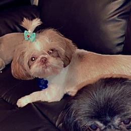 Buttercup - Shih Tzu