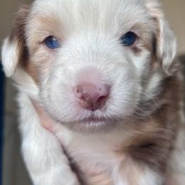Australian Shepherd Puppies from Wylie Mini Aussies