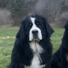 Ruby - Bernese Mountain Dog