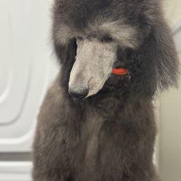 Aurora - Silver Poodle puppy in North Port, Florida from Desert in the South Standard Poodles