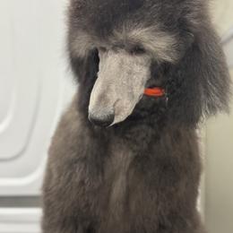 Aurora - Silver Poodle puppy in North Port, Florida from Desert in the South Standard Poodles