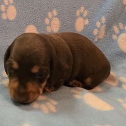 Chocolate and tan smooth - Chocolate and tan male Dachshund puppy in Lyle, Washington from Wines Wienery