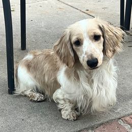 Odin Dean - Cream male Dachshund puppy in Highland, California from BAES Teufelshunde