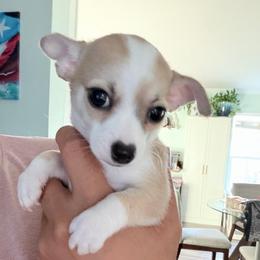 Jack - Cream and white male Chihuahua puppy in Georgia & Florida, Georgia from Fiesta Pups