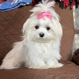 Beth - Maltese