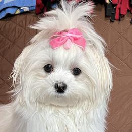 Beth - Maltese