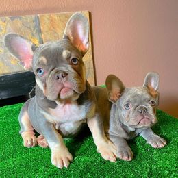 French Bulldog Puppies from S&I Frenchies