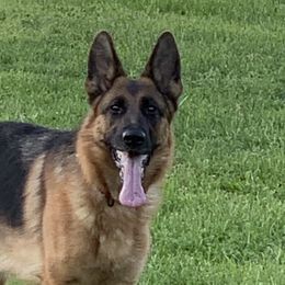 King - German Shepherd