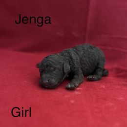 Jenga - Poodle puppy from Legacy Poodles