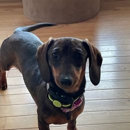 Molly - Dachshund