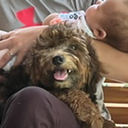 Mr.Mosley - Aussiedoodle