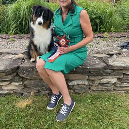 Australian Shepherd and Cavalier King Charles Spaniel Puppies from FairWilde Farm