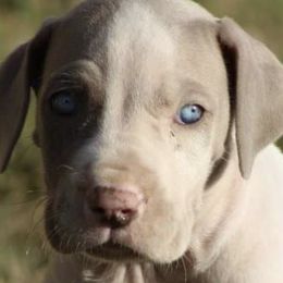 Great Danes from MommaDukes Danes
