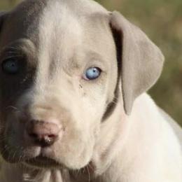 Great Danes from MommaDukes Danes