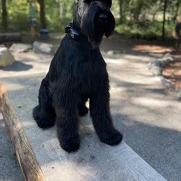 Jedi - Giant Schnauzer