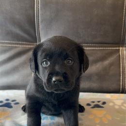 Tan - Black female Labrador Retriever puppy in Medford, Oregon from Valley View English Labs