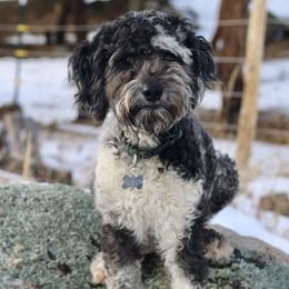 Aspen - Aussiedoodle