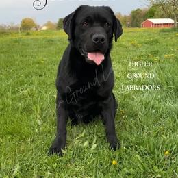 Strider - Labrador Retriever