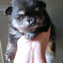 Black n tan boy 3 - Black and tan male Pomeranian puppy in Carrollton, Georgia from B AND R'S POMERANIAN'S