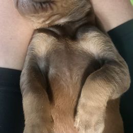 Doberman Pinscher Puppies from Marinela Stratulat