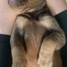 Doberman Pinscher Puppies from Marinela Stratulat