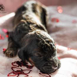 Poodle Puppies from Wilson Family Poodles