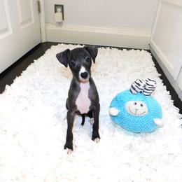 Nate' Male 2 - Seal male Italian Greyhound puppy in Sparta Tn And Caryville Fl, Tennessee from Summerwind Kennel