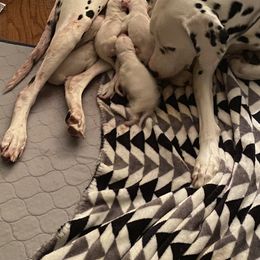 Dalmatian Puppies from Dalmatian Creation