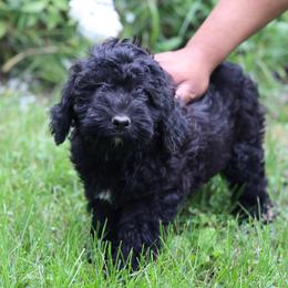 Polly - Black female Whoodle puppy in West Bend, Iowa from Blue Skies Terriers