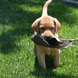 Pink Collar - Yellow Labrador Retriever puppy in Sandy, Utah from Kristen's Labs