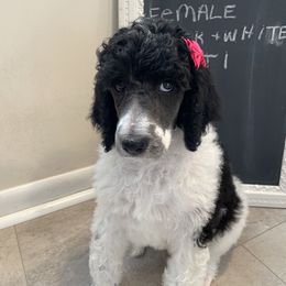 Pink - Parti Poodle puppy in Orange Park, Florida from Burt Family Poodles