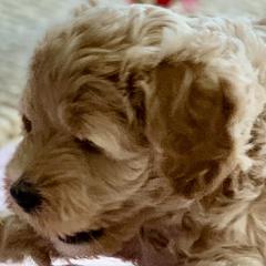 Double Doodle Puppies from Riverside Doodles in Seattle (double doodles)