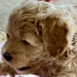 Double Doodle Puppies from Riverside Doodles in Seattle (double doodles)