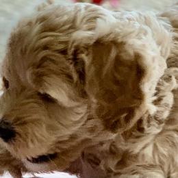 Double Doodle Puppies from Riverside Doodles in Seattle (double doodles)