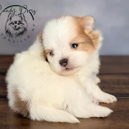 Spot - Red sable male Pomeranian puppy in Fultonville, New York from Sandy Aussies & Pomeranians